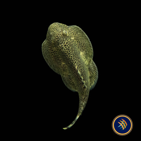 Chinese Hillstream Loach / Butterfly Loach,(Beaufortia kweichowensis) Aquarium Glaser  Large /XL | Other Livestock | Largest Tropical Fish Selection at Your Local Fish Store