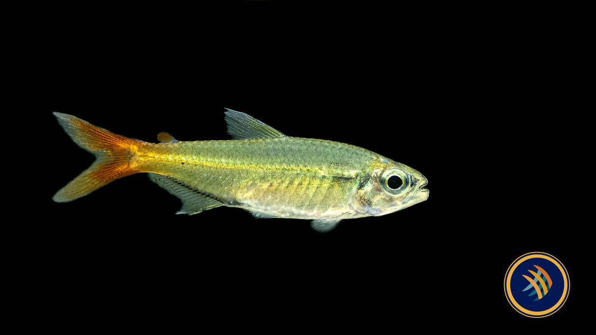 Copei Tetra (Moenkhausia copei) Tetras Rasboras & Pencilfish Copei Tetra (Moenkhausia copei)