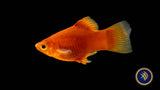 Coral Red Platy (Xiphophorus maculatus) Large Aquarium Glaser Livebearers 