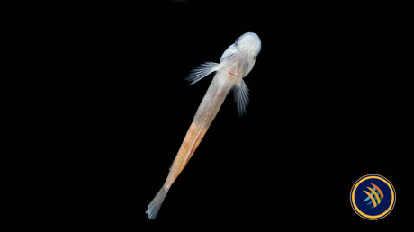 Red Belted Goby (Siycyopus Zosterophorus) | Other Livestock | Largest Tropical Fish Selection at Your Local Fish Store