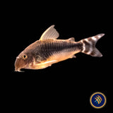 Corydoras Gossei 3+cm | Catfish Loaches & Plecos | Largest Tropical Fish Selection at Your Local Fish Store