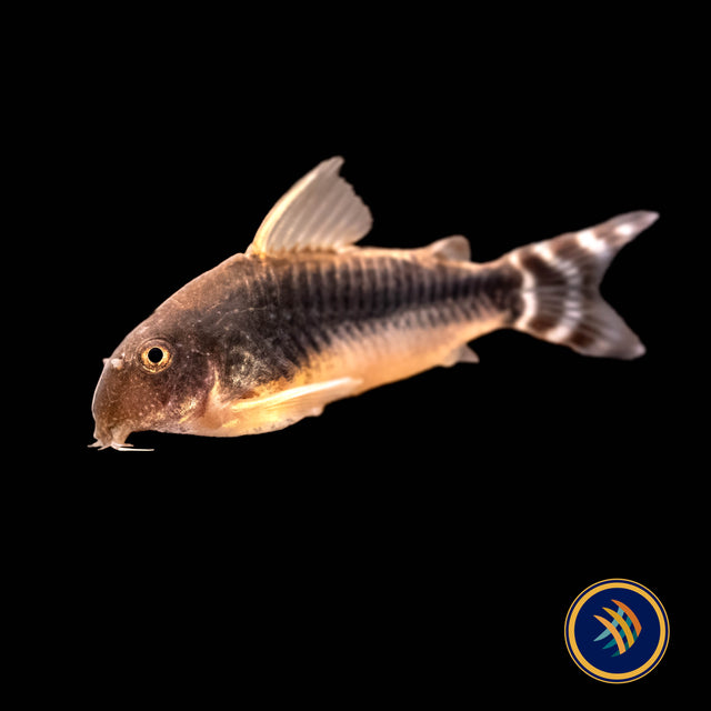 Corydoras Gossei 3+cm | Catfish Loaches & Plecos | Largest Tropical Fish Selection at Your Local Fish Store