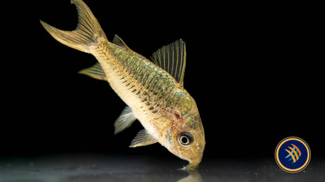 Corydoras Pantanalensis C005 4cm+ | Catfish Loaches & Plecos | Largest Tropical Fish Selection at Your Local Fish Store