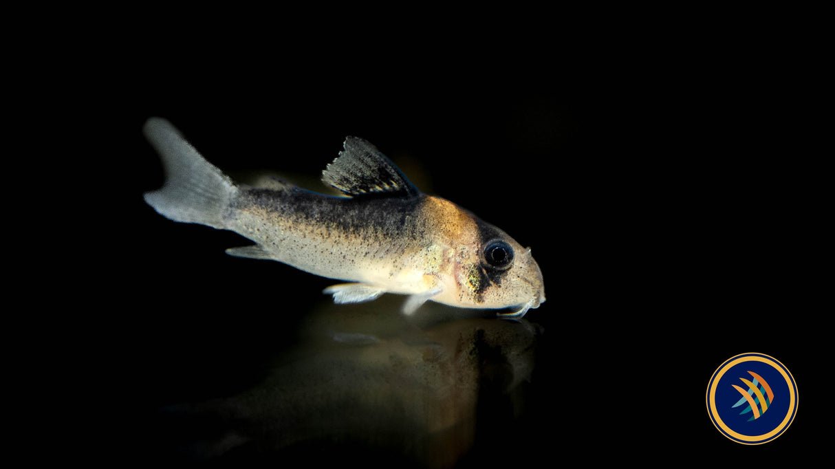 Corydoras Adolfoi (Adolfo's) CW107 2.5-2.7cm | Catfish Loaches & Plecos | Largest Tropical Fish Selection at Your Local Fish Store