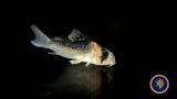 Corydoras Adolfoi (Adolfo's) CW107 2.5-2.7cm | Catfish Loaches & Plecos | Largest Tropical Fish Selection at Your Local Fish Store