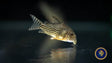 Corydoras Sterbai | Catfish Loaches & Plecos | Largest Tropical Fish Selection at Your Local Fish Store