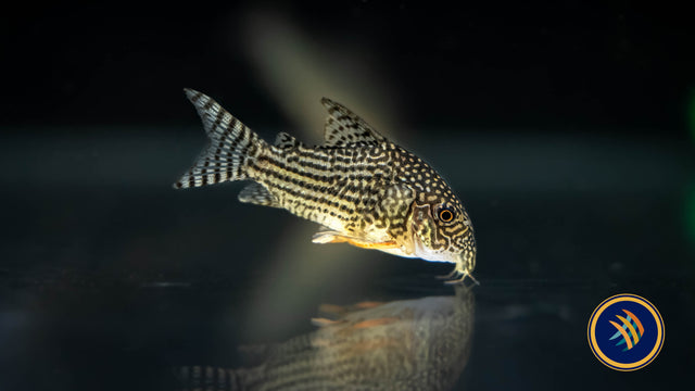 Corydoras Sterbai | Catfish Loaches & Plecos | Largest Tropical Fish Selection at Your Local Fish Store