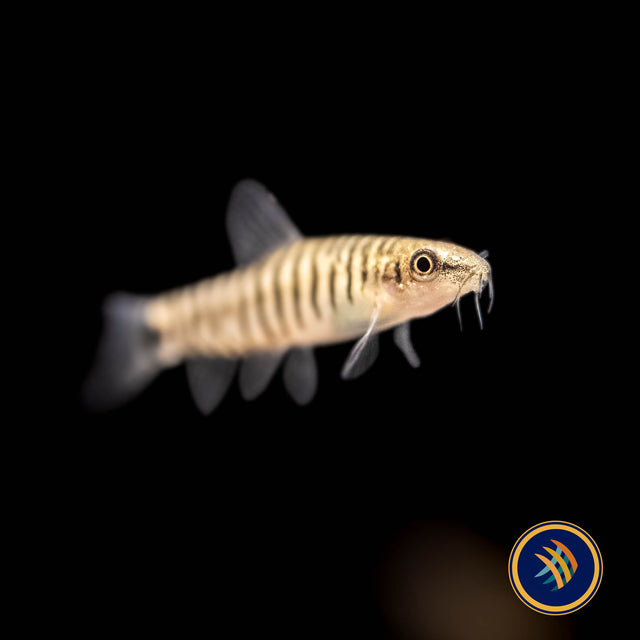 Dwarf Banded Vietnamese Loach  (Yunnanilus cruciatus) | Catfish Loaches & Plecos | Largest Tropical Fish Selection at Your Local Fish Store