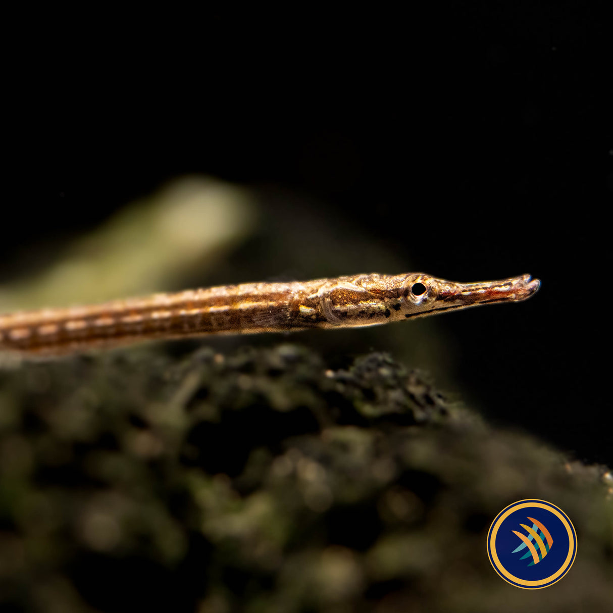 Dwarf Pipefish (Doryichthys deokhatoides) 6.5cm | Other Livestock | Largest Tropical Fish Selection at Your Local Fish Store