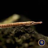 Dwarf Pipefish (Doryichthys deokhatoides) 6.5cm | Other Livestock | Largest Tropical Fish Selection at Your Local Fish Store