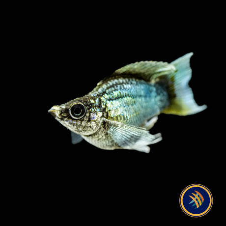 Electric Blue Balloon Sailfin Molly 2-2.3cm | Livebearers | Largest Tropical Fish Selection at Your Local Fish Store