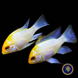 Electric Blue Gold Head Ram (Mikrogeophagus ramirezi) 2.5cm | Cichlids Badis & Gouramis | Largest Tropical Fish Selection at Your Local Fish Store