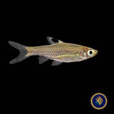 Emerald Eye Rasbora (Brevibora dorsiocellata) 2-3CM