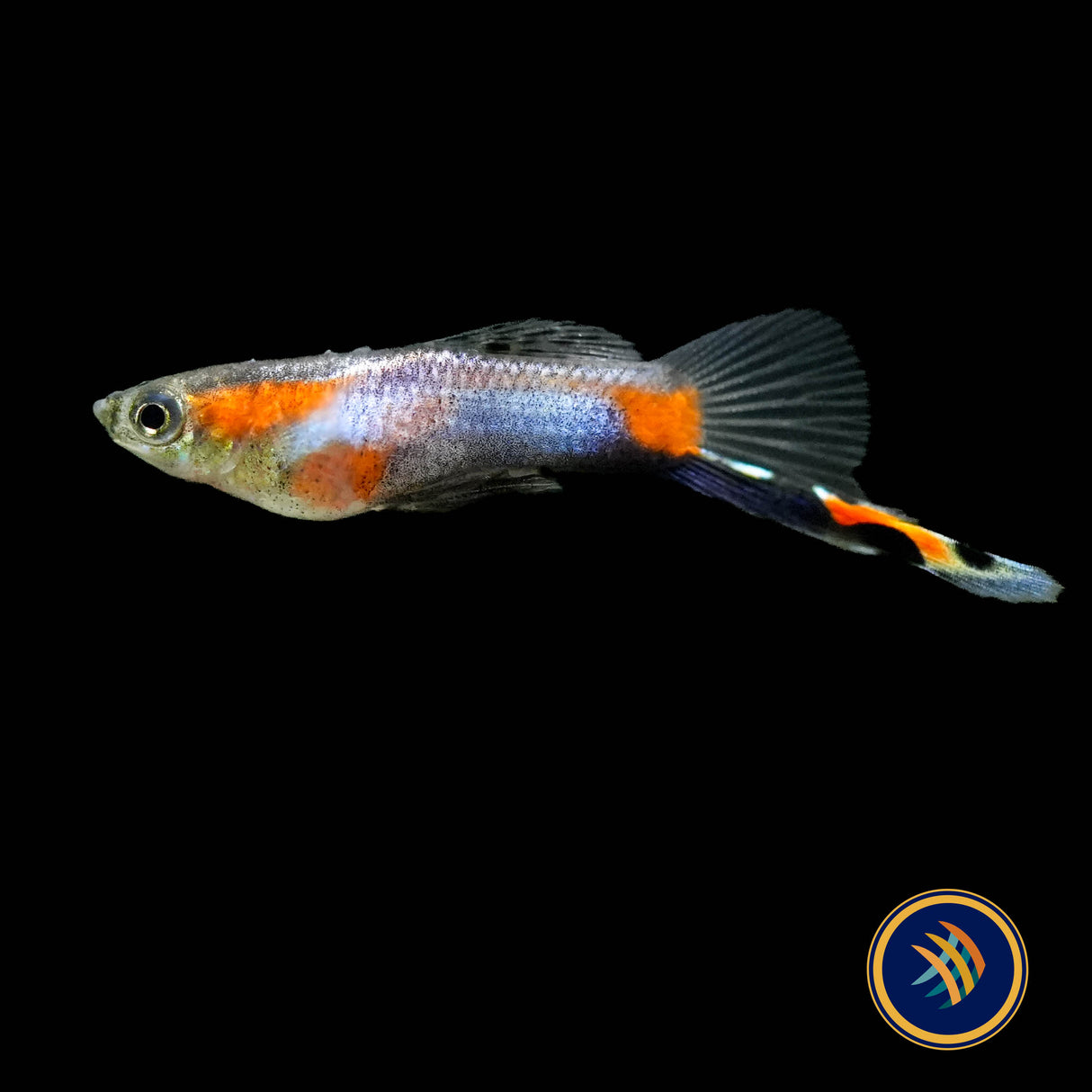 Endler Male Assorted  (Poecilia wingei) | Livebearers | Largest Tropical Fish Selection at Your Local Fish Store