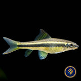 False Siamese Algae Eater "Garra cambodgiensis"