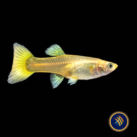 Fancy Guppy Pair 24k Gold Tuxedo | Livebearers | Largest Tropical Fish Selection at Your Local Fish Store
