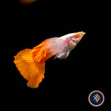 Fancy Guppy Pair Albino Dumbo Red Tail (Poecilia reticulata)