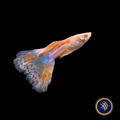 Fancy Guppy Pair Albino Pink Grass (Poecilia reticulata) | Livebearers | Largest Tropical Fish Selection at Your Local Fish Store