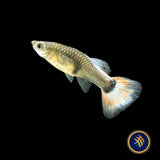Fancy Guppy Pair Dumbo Santa | Livebearers | Largest Tropical Fish Selection at Your Local Fish Store