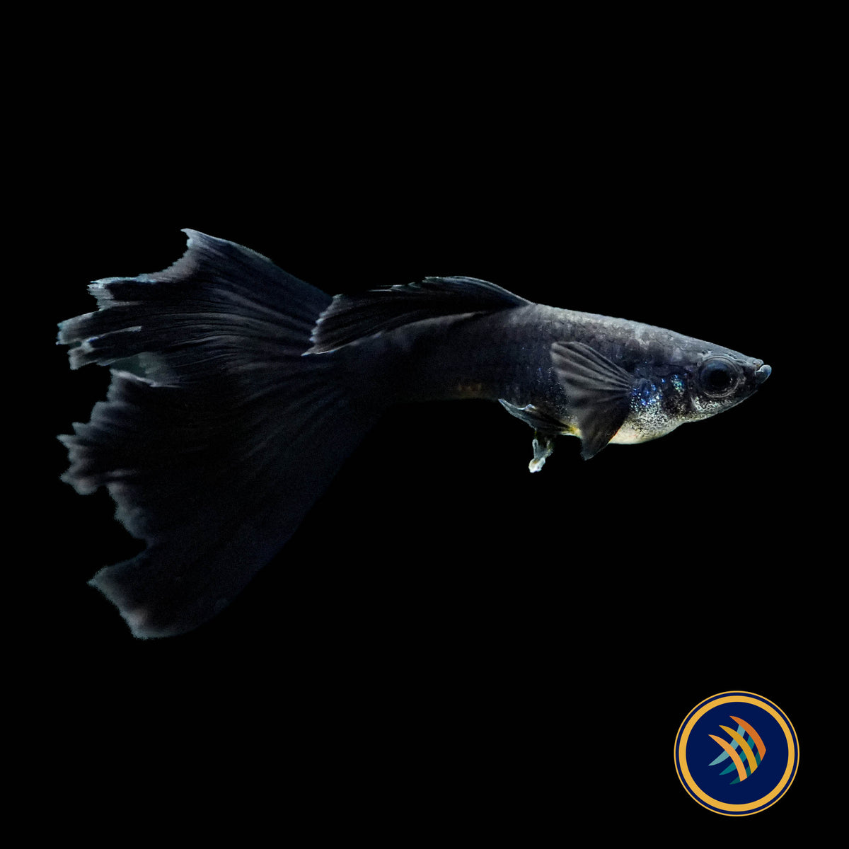 Fancy Guppy Pair Full Black (Poecilia reticulata)