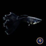 Fancy Guppy Pair Full Black (Poecilia reticulata)