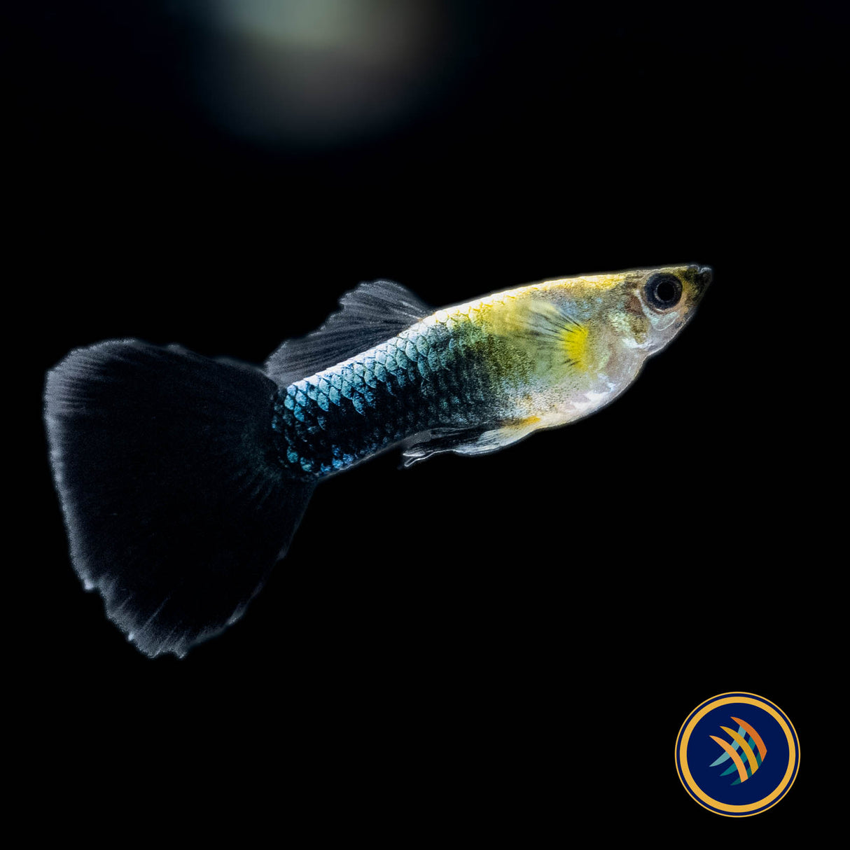 Fancy Guppy Pair - Haritha Golden Crow (Poecilia reticulata) | Livebearers | Largest Tropical Fish Selection at Your Local Fish Store