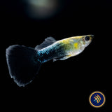 Fancy Guppy Pair - Haritha Golden Crow (Poecilia reticulata) | Livebearers | Largest Tropical Fish Selection at Your Local Fish Store
