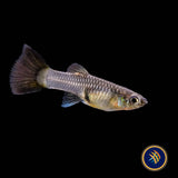 Fancy Guppy Pair Metallic Snake Skin Blue Tail  (locally bred)