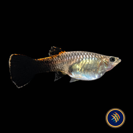 Fancy Guppy Pair - Pink Tuxedo Guppy (Poecilia reticulata) | Livebearers | Largest Tropical Fish Selection at Your Local Fish Store