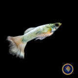 Fancy Guppy Pair Platinum Gold (Poecilia reticulata)