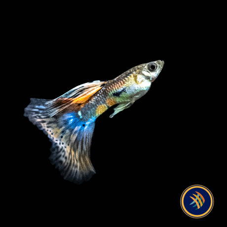 Fancy Guppy Pair Red Grass | Livebearers | Largest Tropical Fish Selection at Your Local Fish Store