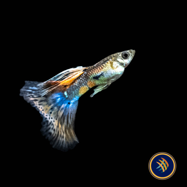Fancy Guppy Pair Red Grass | Livebearers | Largest Tropical Fish Selection at Your Local Fish Store