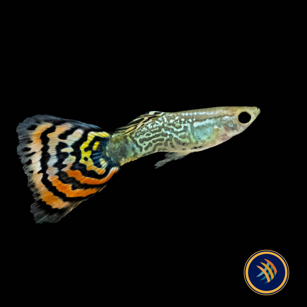 Fancy Guppy Pair Red Leopard (Poecilia reticulata)