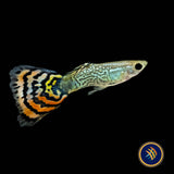 Fancy Guppy Pair Red Leopard (Poecilia reticulata)