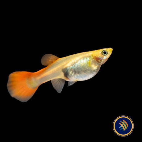 Fancy Guppy Pair - Red Moscow (Poecilia reticulata) | Livebearers | Largest Tropical Fish Selection at Your Local Fish Store