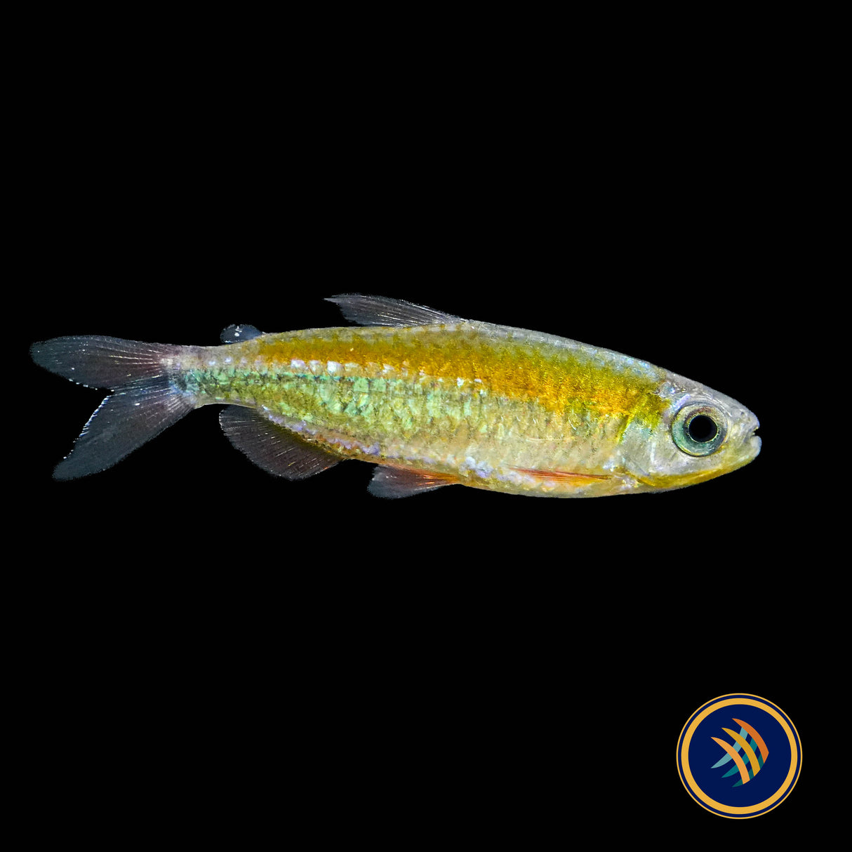 Fantastic Congo Tetra (Wild) (Phenacogrammus sp. “Fantastique” ) Medium - Aquarium Glaser