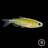 Fantastic Congo Tetra (Wild) (Phenacogrammus sp. “Fantastique” ) Medium - Aquarium Glaser