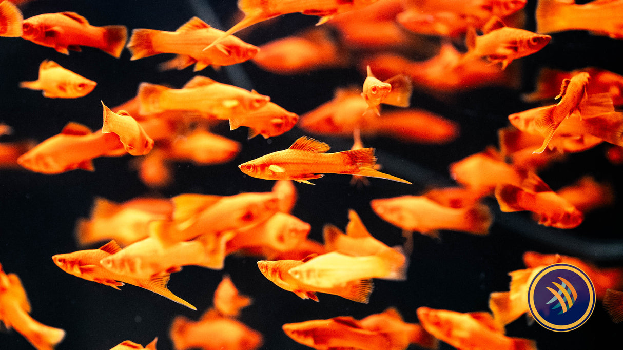 Red Firecracker Swordtail 3.5-4cm | Livebearers | Largest Tropical Fish Selection at Your Local Fish Store