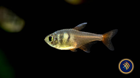 Tetras & Rasboras: Ultimate Guide to Vibrant Community Fish