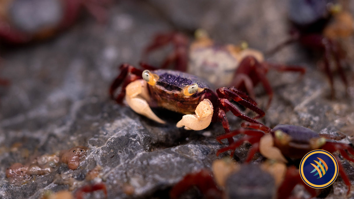 Freshwater Crab - Lepidothelphusa menneri