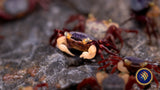 Freshwater Crab - Lepidothelphusa menneri