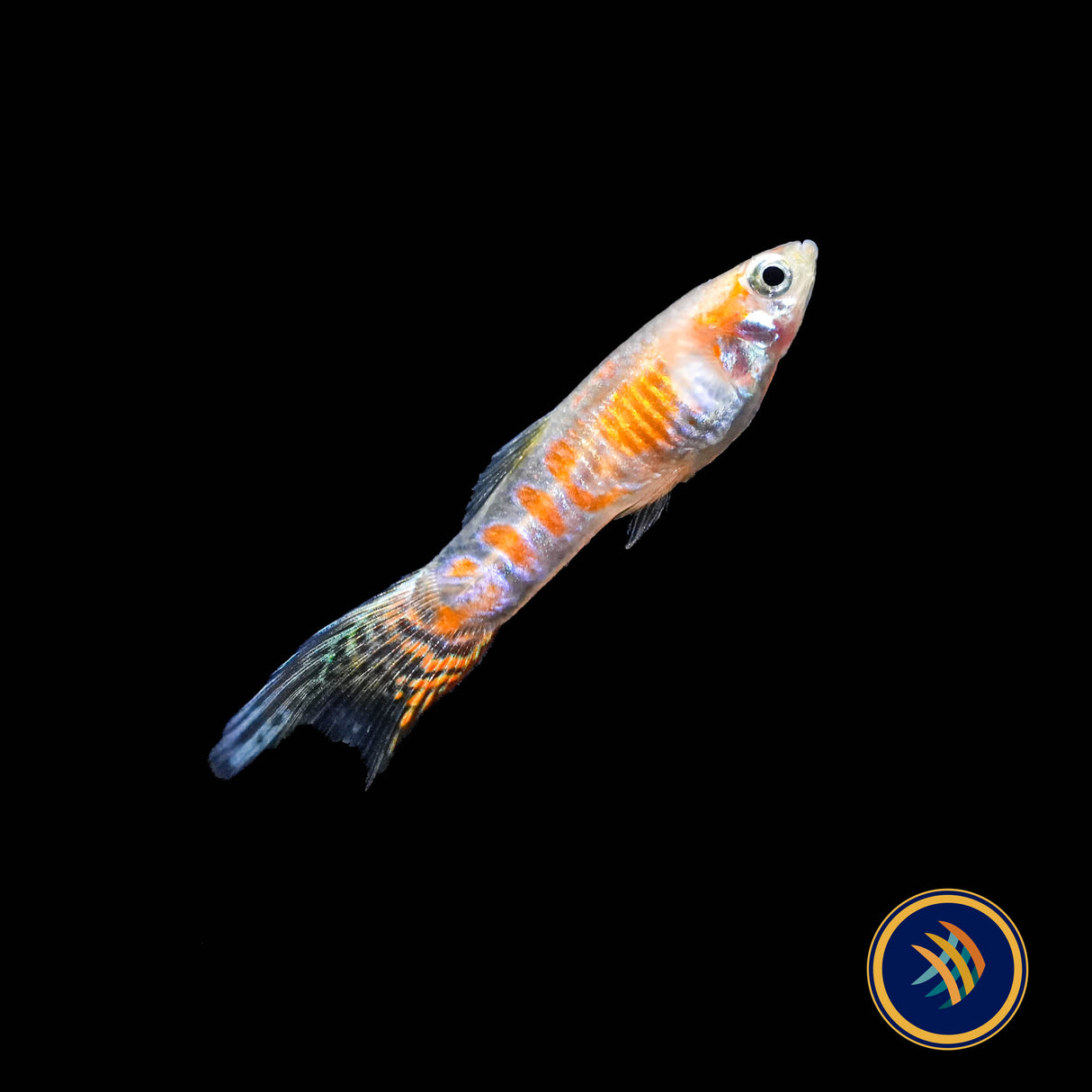 Ginga Rubra Guppy Pairs (Poecilia reticulata)