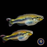 Geay's Rainbowfish (Bedotia Geayi) 