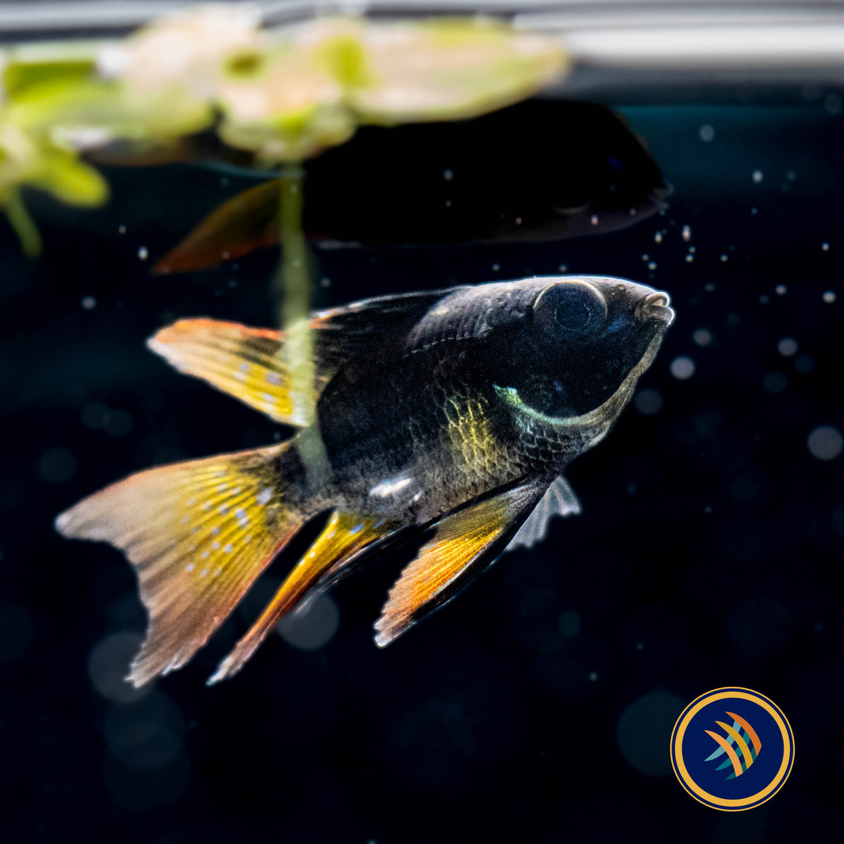 German Black Balloon Ram (Mikrogeophagus ramirezi) | Cichlids Badis & Gouramis | Largest Tropical Fish Selection at Your Local Fish Store