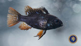 German Black Ram (Mikrogeophagus ramirezi) 3cm+ | Cichlids Badis & Gouramis | Largest Tropical Fish Selection at Your Local Fish Store