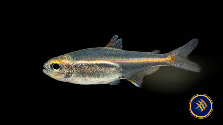 Glowlight Tetra (Hemigrammus erythrozonus) 2.5cm | Tetras Rasboras & Pencilfish | Largest Tropical Fish Selection at Your Local Fish Store