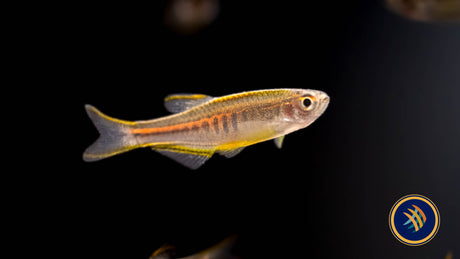 Glowlight Danio (Danio choprai) (Glaser) Rainbowfish Killifish & Danios 