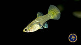 Fancy Guppy Pair Gold Lace Livebearers Fancy Guppy Pair Gold Lace