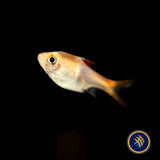 Gold Harlequin Rasbora (Trigonostigma heteromorpha) Large- Aquarium Glaser | Tetras Rasboras & Pencilfish | Largest Tropical Fish Selection at Your Local Fish Store