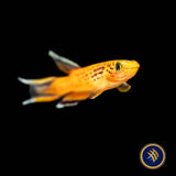 Golden Lyretail Killifish (Aphyosemion australe) 2.5cm | Rainbowfish Killifish & Danios | Largest Tropical Fish Selection at Your Local Fish Store